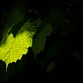 _MG_0518