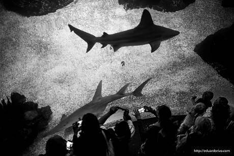 02072019-acuario01