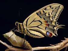 machaon 1440-96