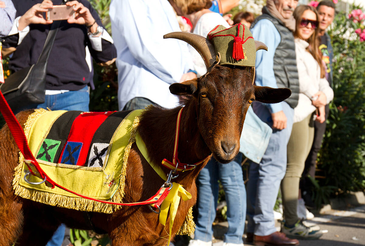 Fotoperiodismo_Desfile-de-las-fuerzas-armadas_La-cabra-de-la-legión