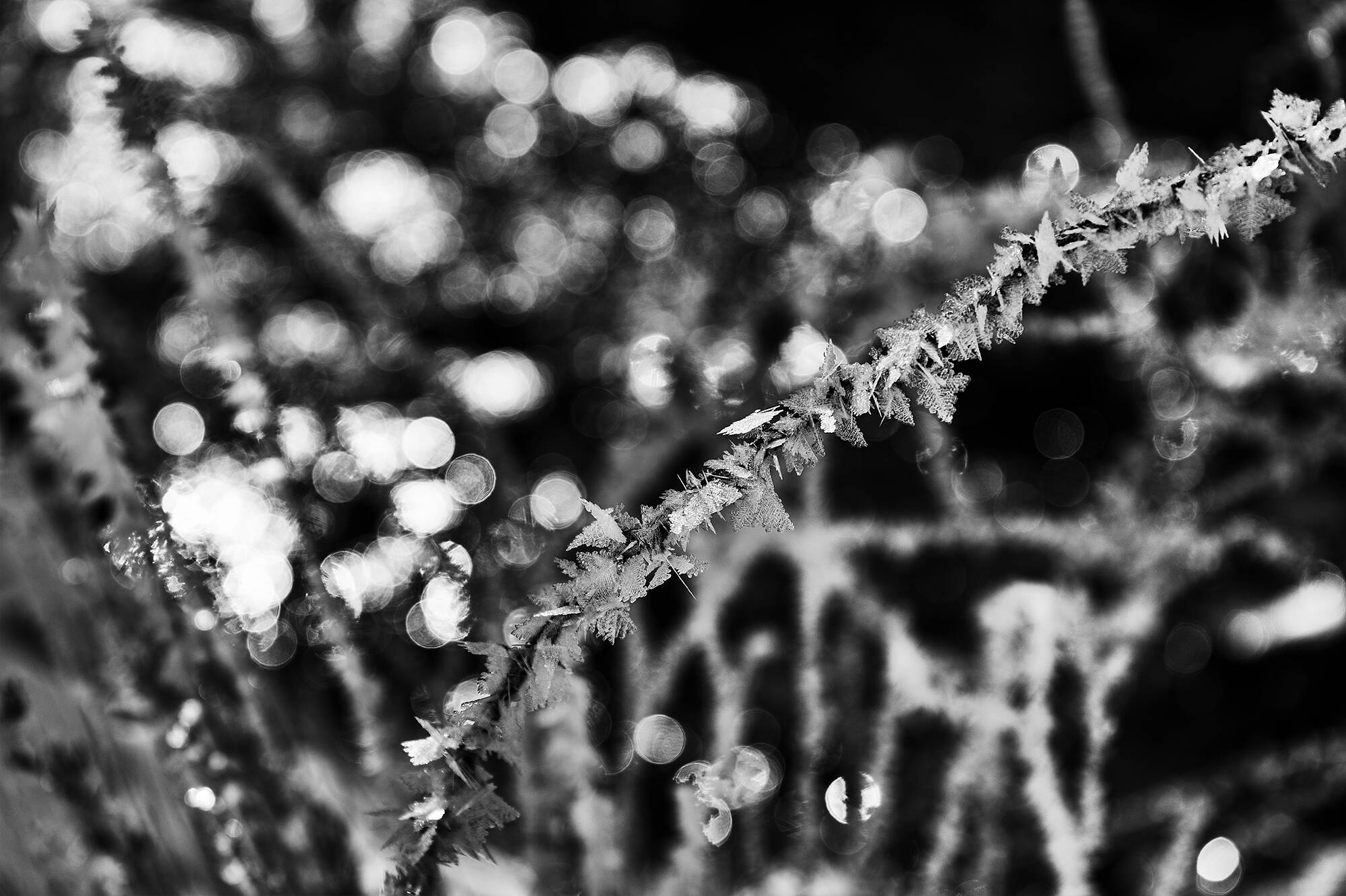 _MG_9761