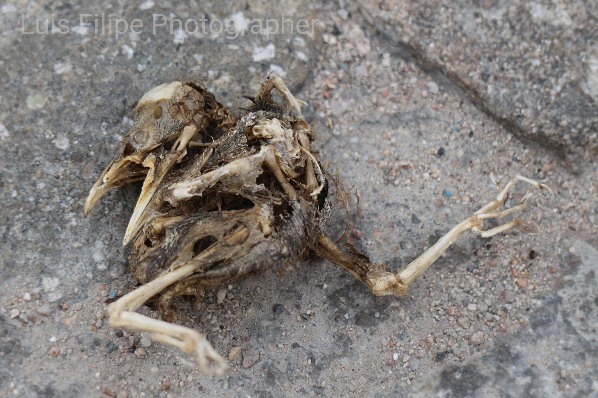 Eco Tierra animales muertos por contaminación