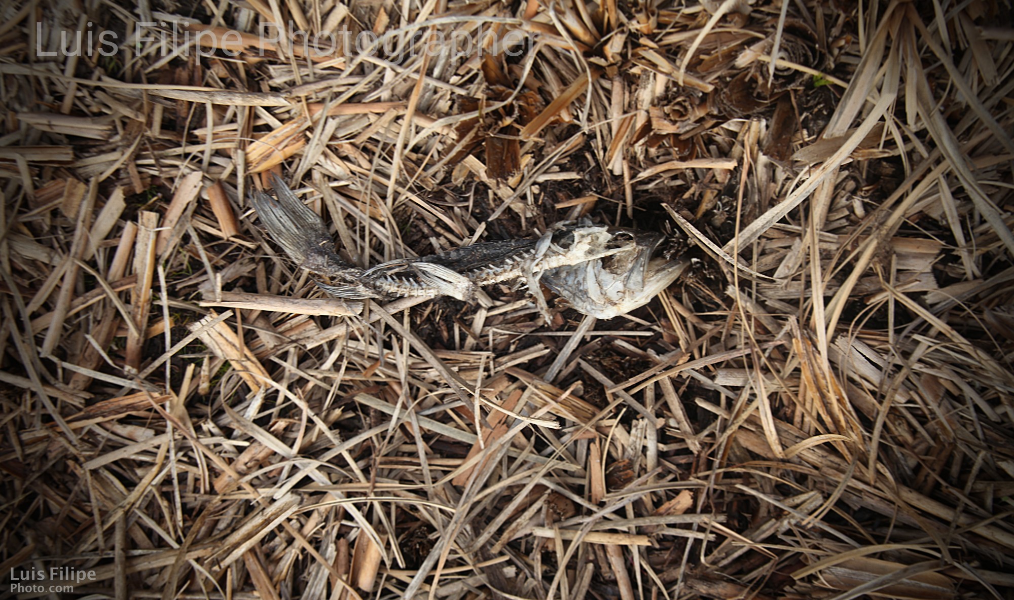 Eco tierra greenpeace LuisFilipePhoto.com freelance photographer PEZ CONTAMINACION