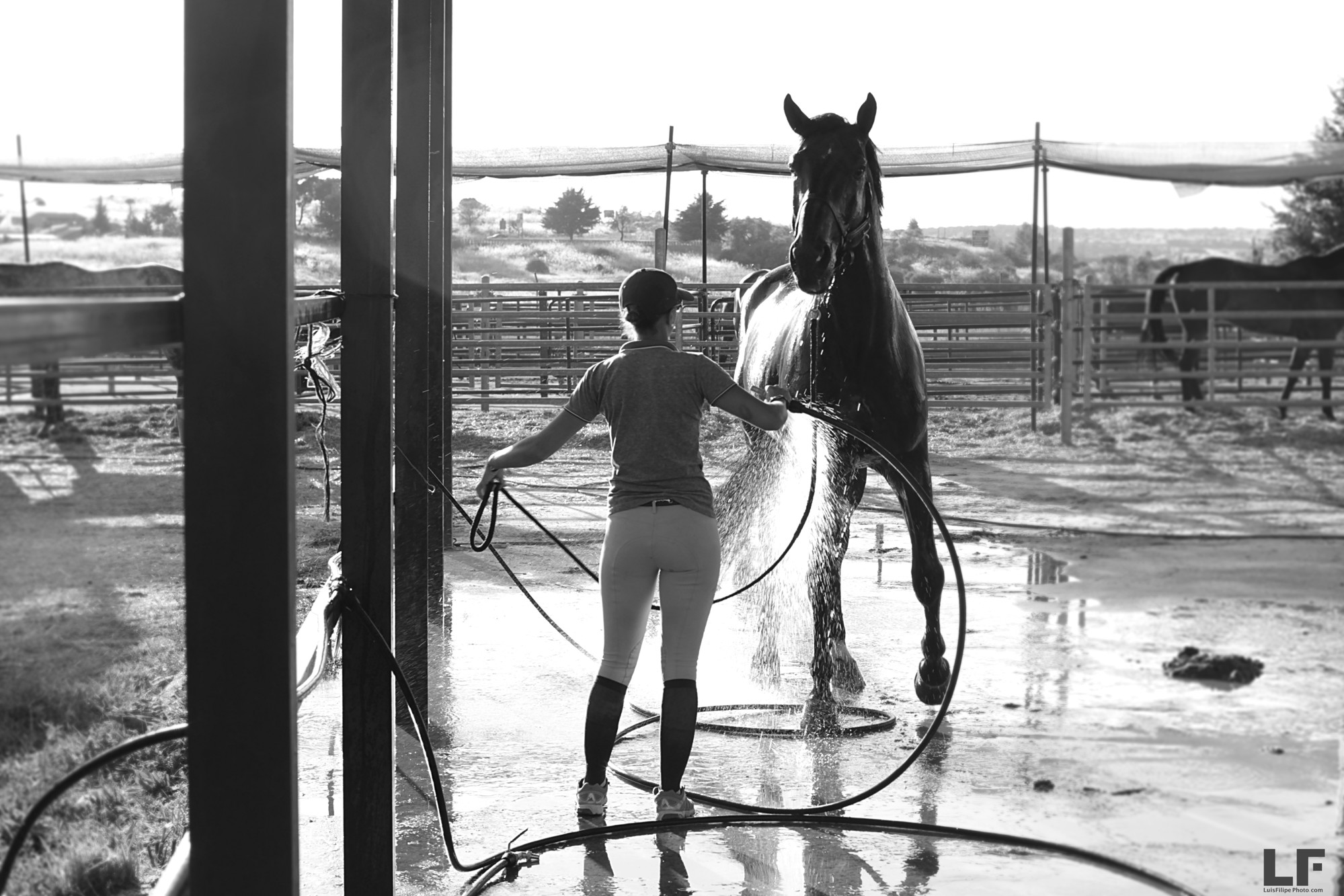 Concurso de saltos Avila,herrero herradura