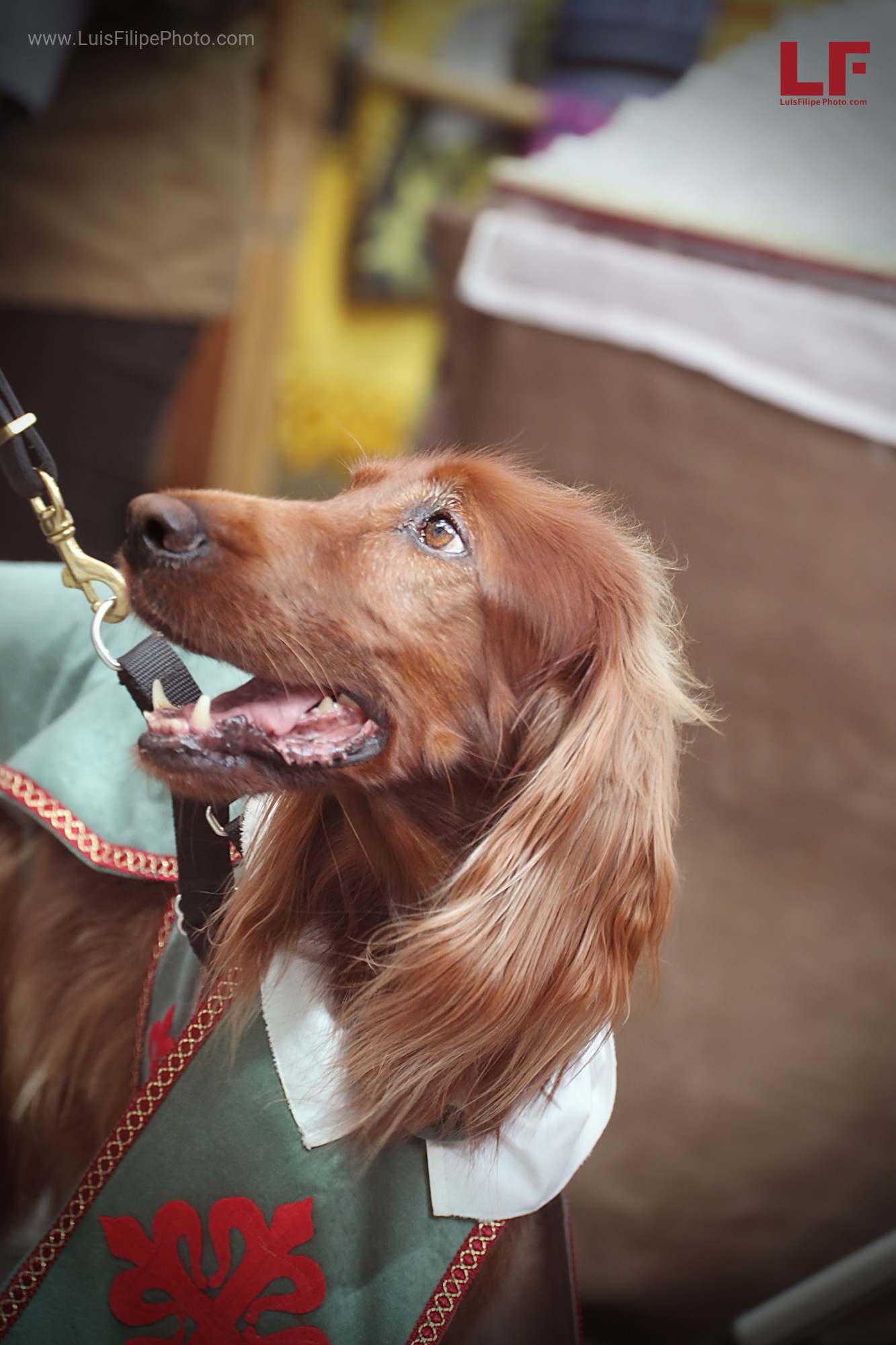 love animals dog medieval traje de perro