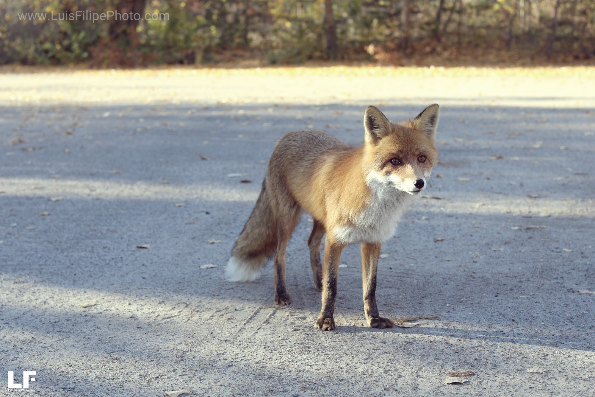 viaje Chernobyl fox radiactiv