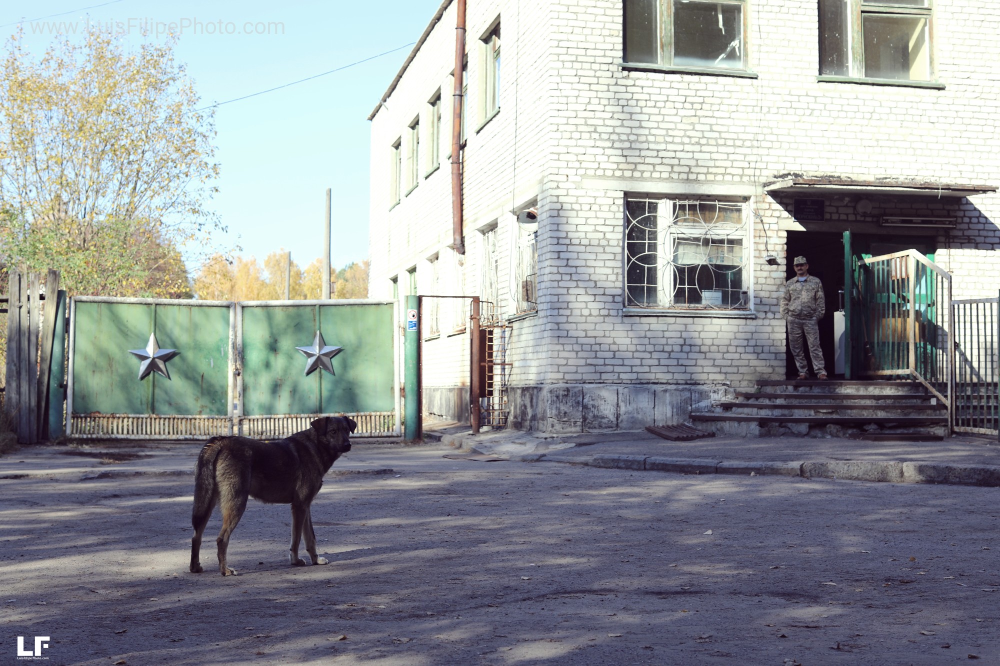 viaje fchernobyl perros abandonados