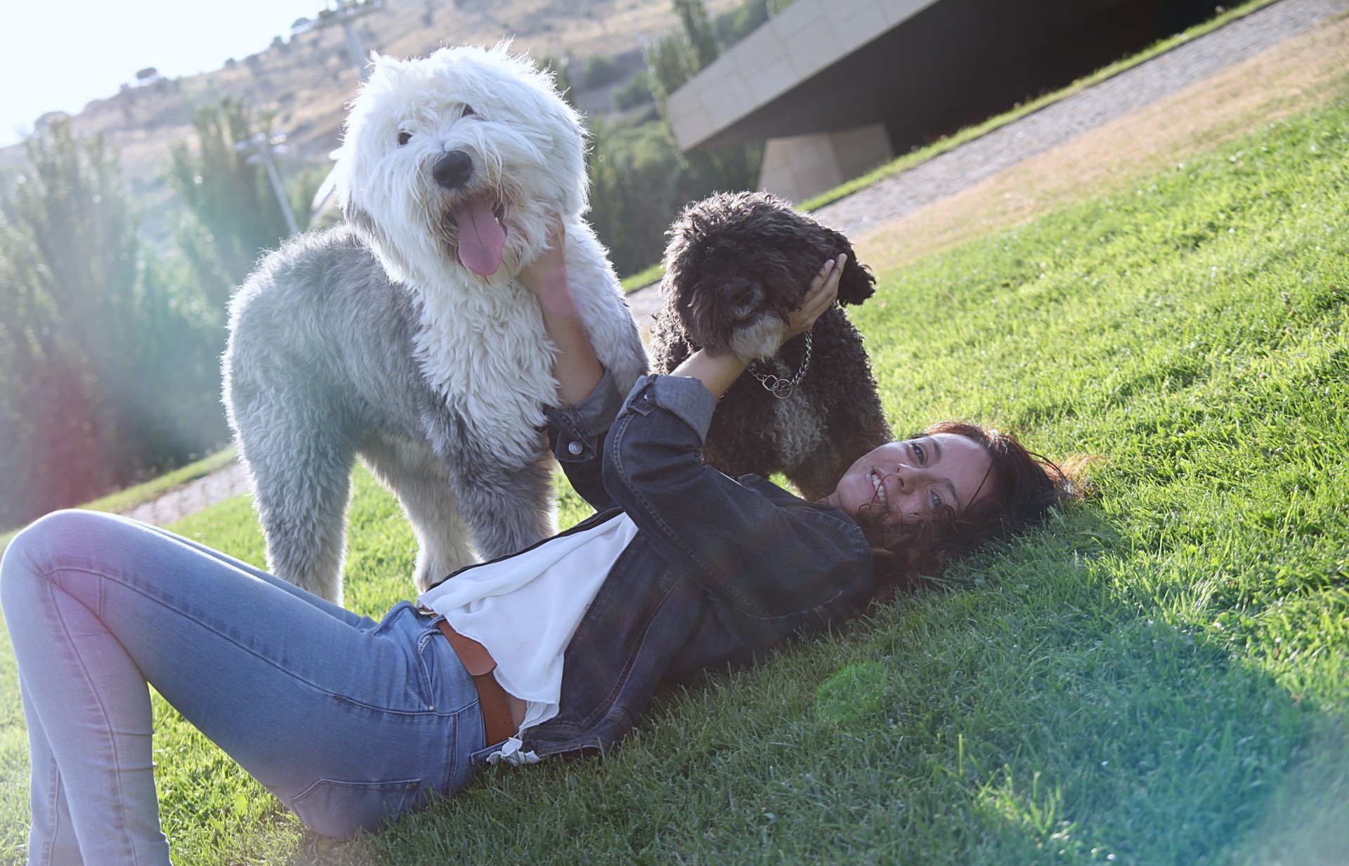 www.LuisFilipePhoto.com book animals dogs  con perro animales wowtail caniche buldog animales de compania gatos