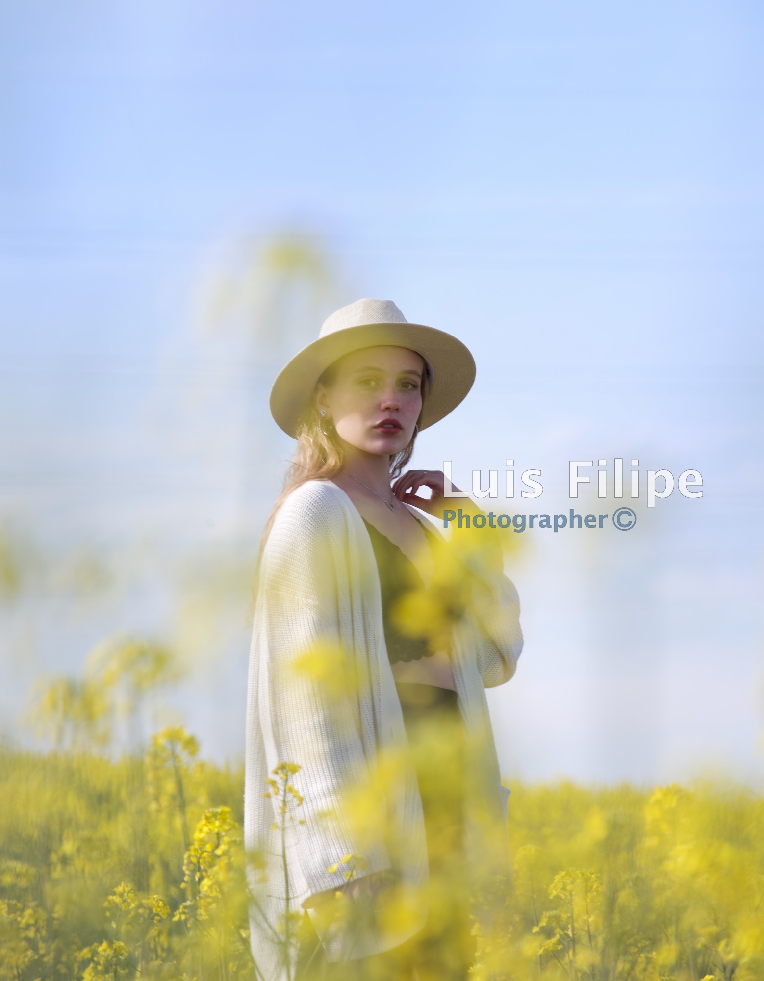 fotografía campo de colza