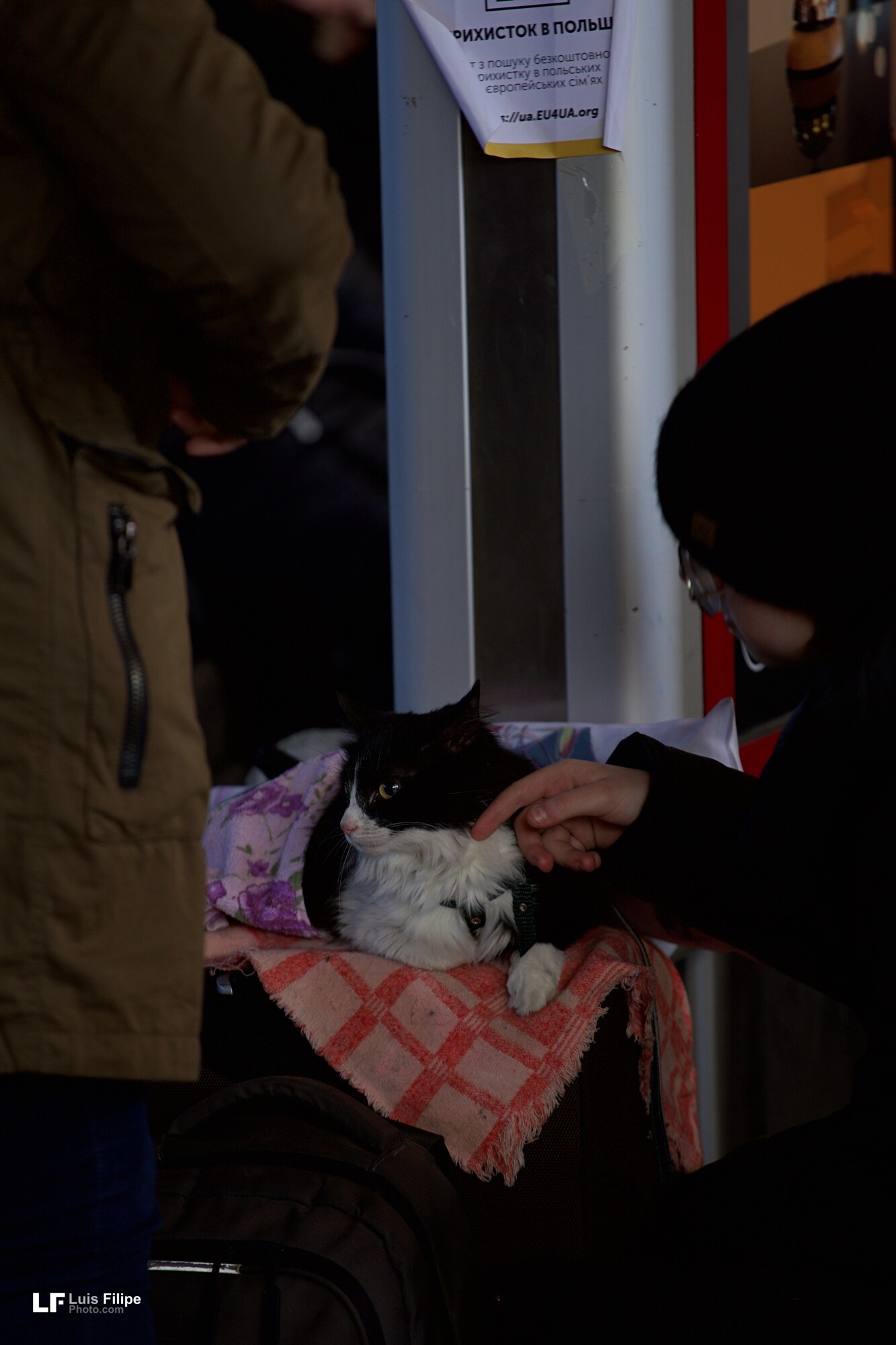 Cat Ukraine animal