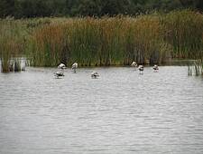 Las Tablas de Daimiel (4)