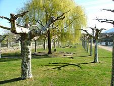 Viria (1)