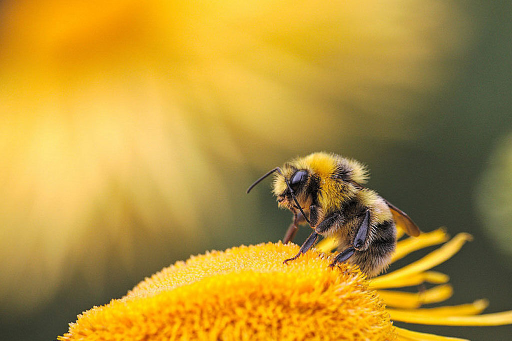 AGAFONA - abeja-ts20250929061010118864.jpg
