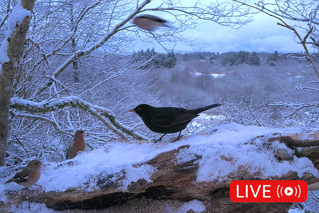 AGAFONA - camar-morten-ts20251202103535673552.jpg