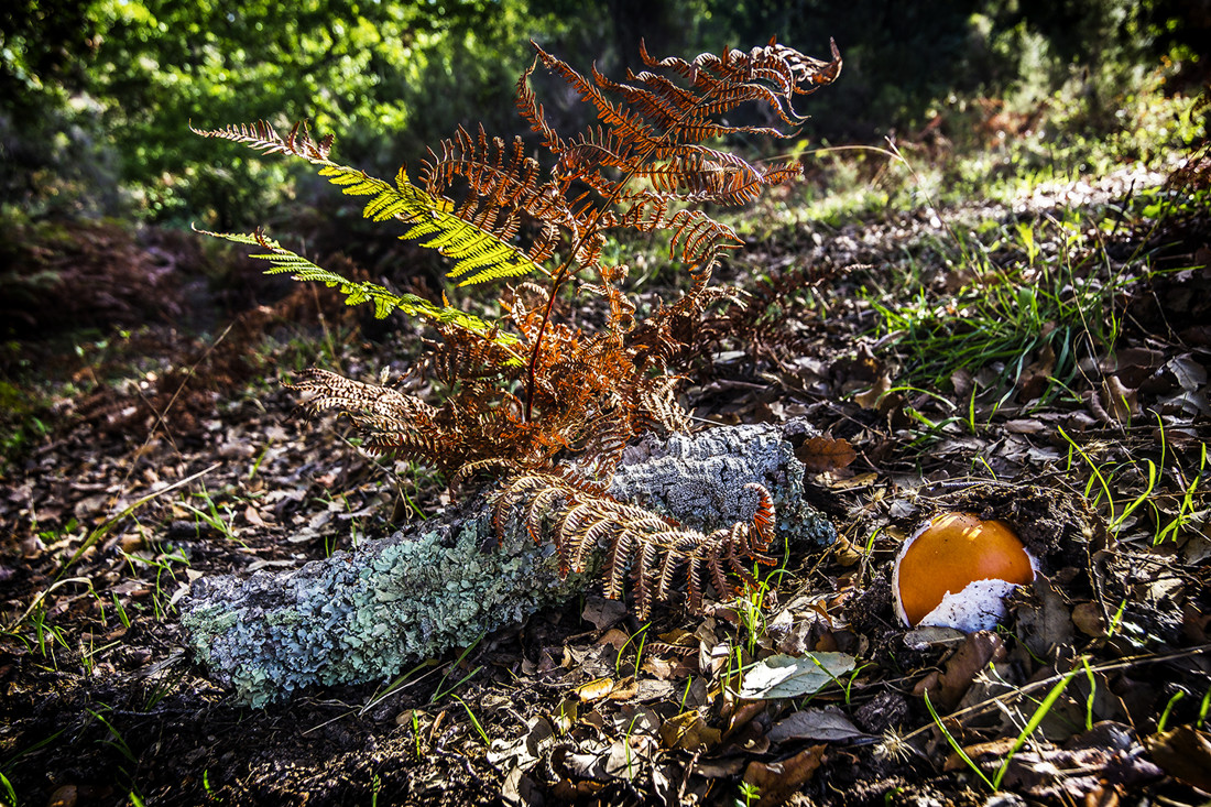 Antonio Ben&iacute;tez Paz - AntonioBenitezPaz_Sotobosque_Oto&ntilde;o