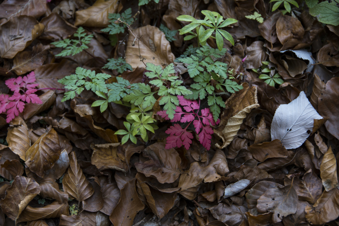 antonio lopez RODRIGUEZ - antonio lopez-concurso noviembre oto&ntilde;o (3)