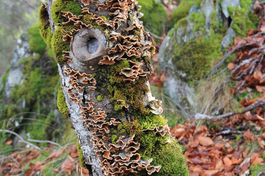 Gines P&eacute;rez Soriano - concurso noviembre musgo