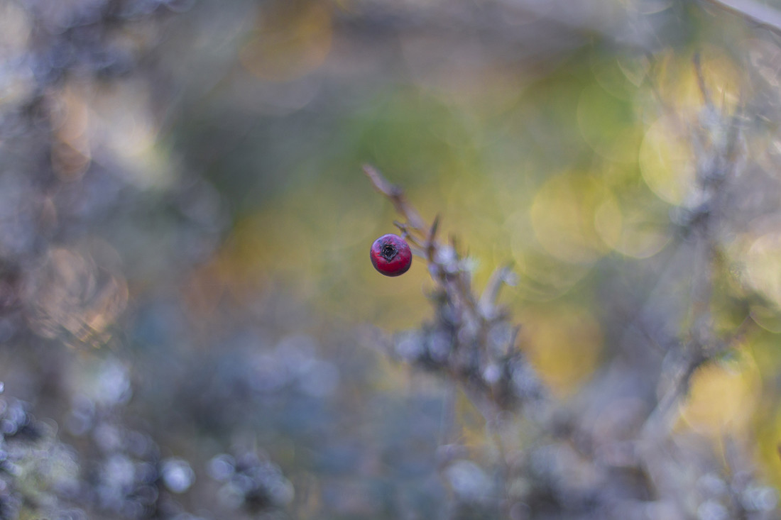 JOSE LUIS GARCIA - JOSE LUIS GARCIA - OTO&Ntilde;O