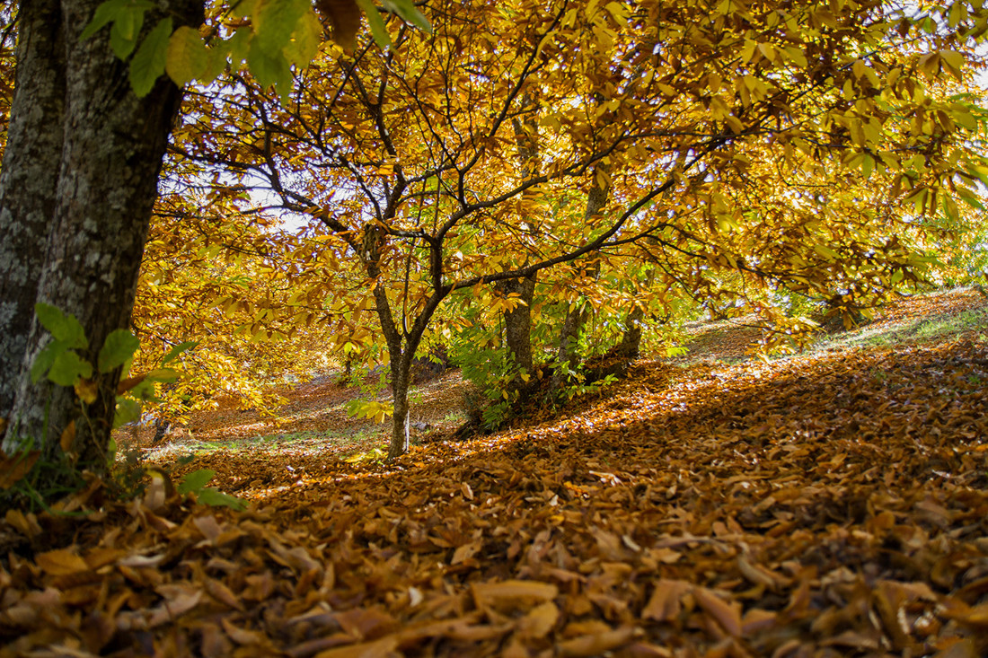 Juan Manuel Chac&oacute;n - #ConcursoOto&ntilde;o1