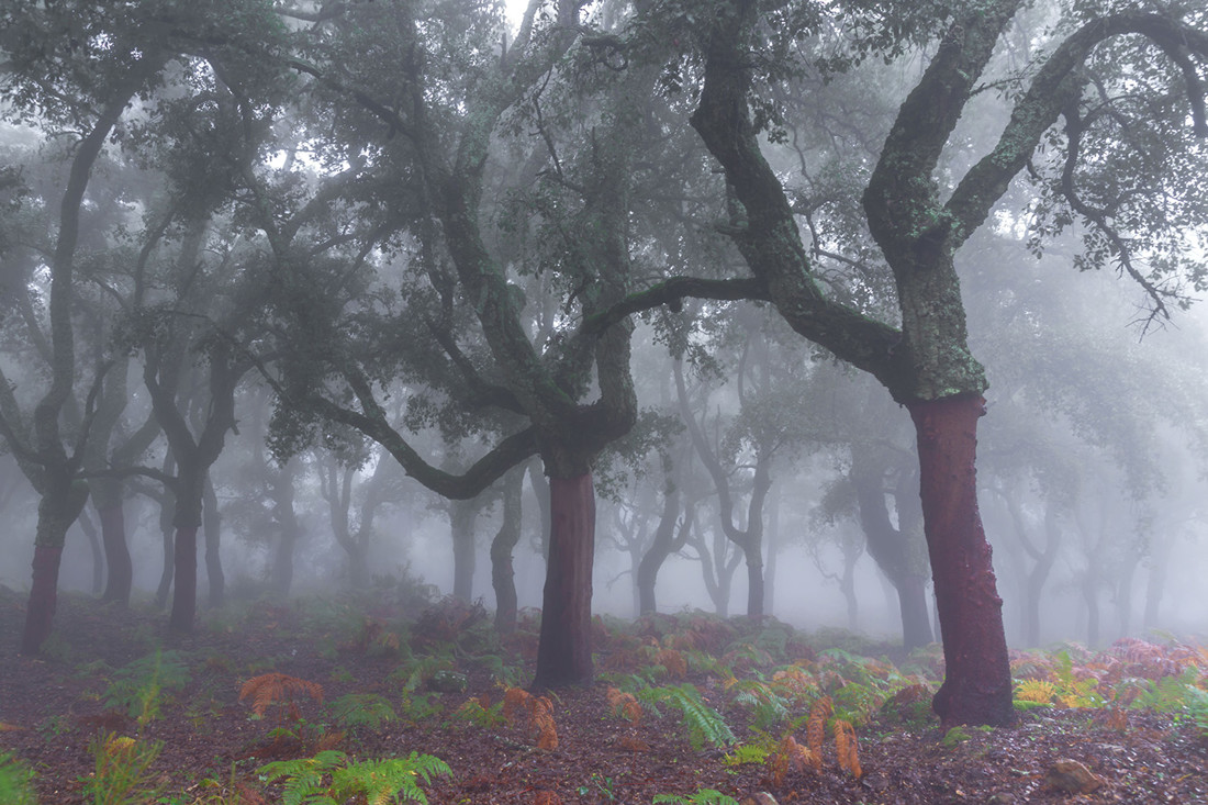 Juan Manuel Chac&oacute;n - #ConcursoOto&ntilde;o2