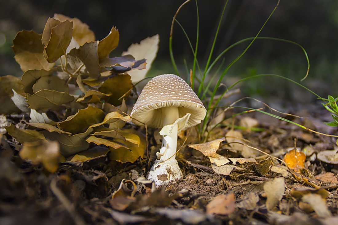 Juan Manuel Chac&oacute;n - #ConcursoOto&ntilde;o
