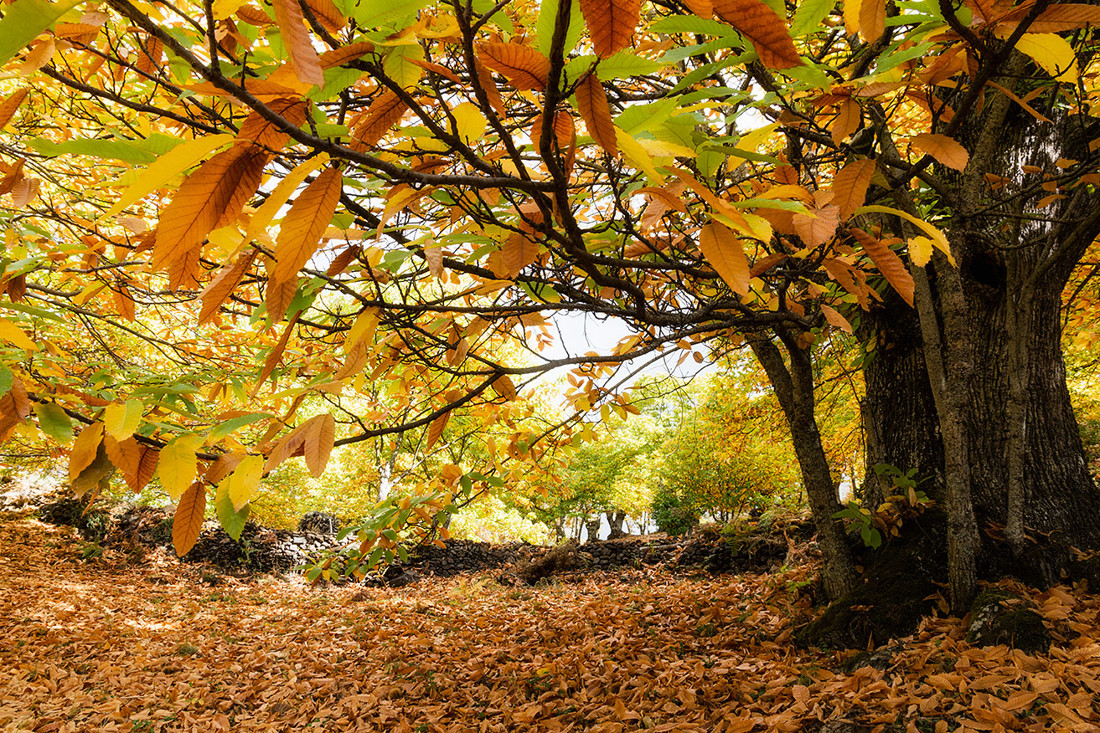 Mercedes_Cuesta_Concurso_Oto&ntilde;o_1