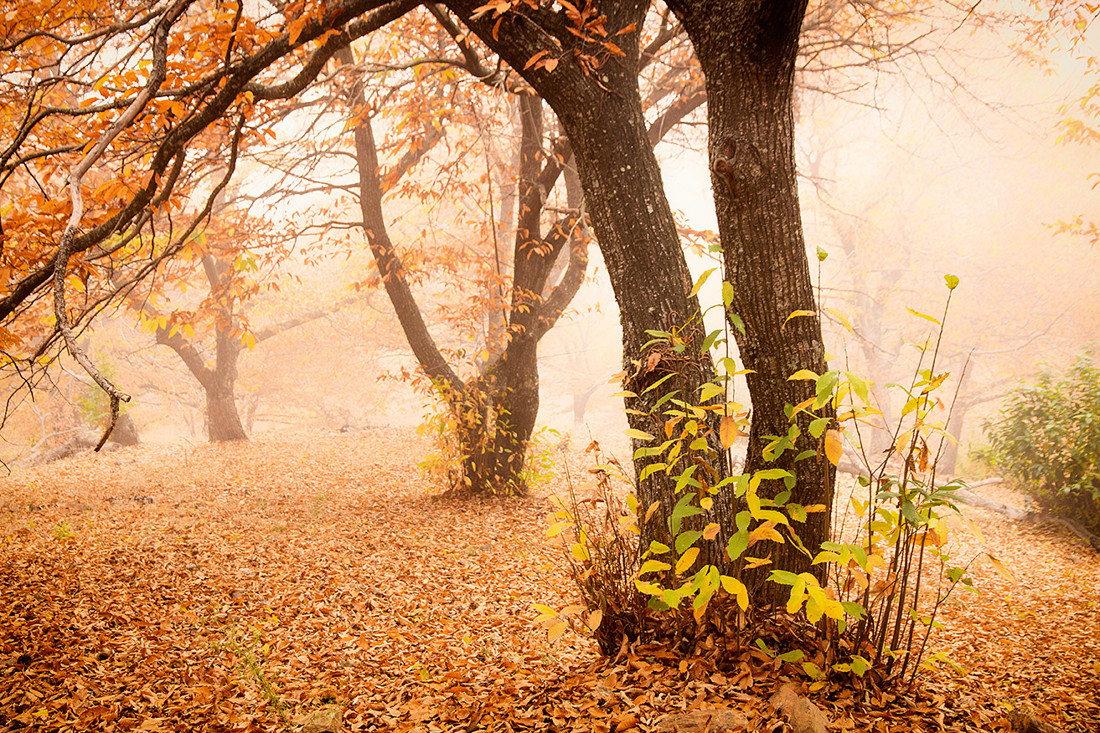 Mercedes_Cuesta_Concurso_Oto&ntilde;o_2