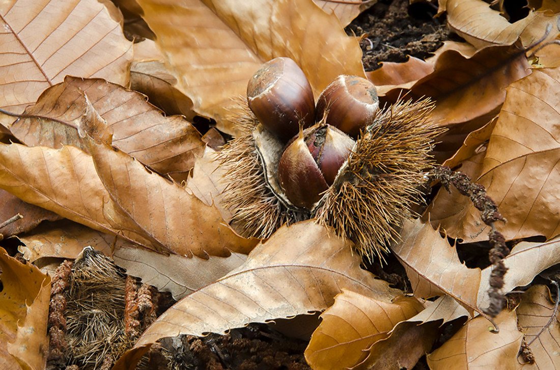 Web Agafona - Concurso Noviembre Oto&ntilde;o 2