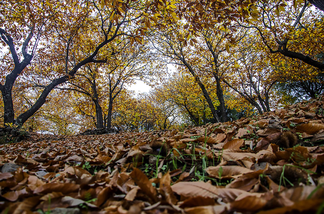 Web Agafona - Concurso Noviembre Oto&ntilde;o 3