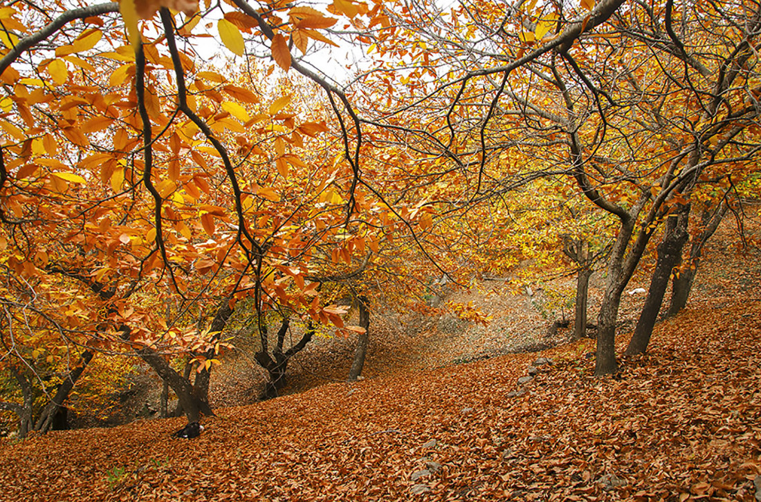 Web Agafona - Concurso Noviembre Oto&ntilde;o