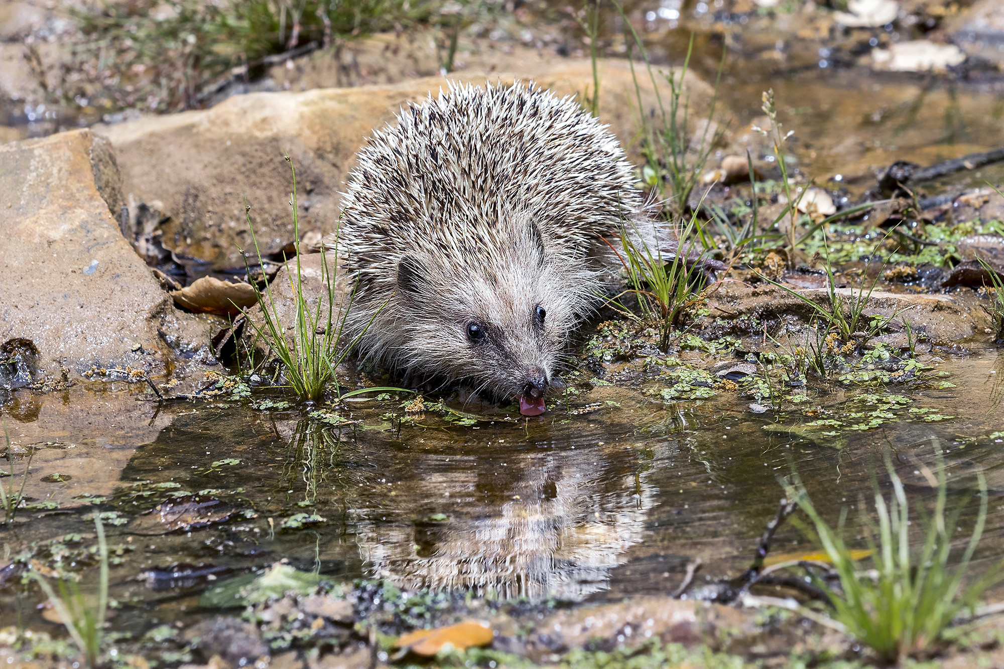 Antonio BeníteZ - Erizo_Mamífero_Agosto_ABenítez