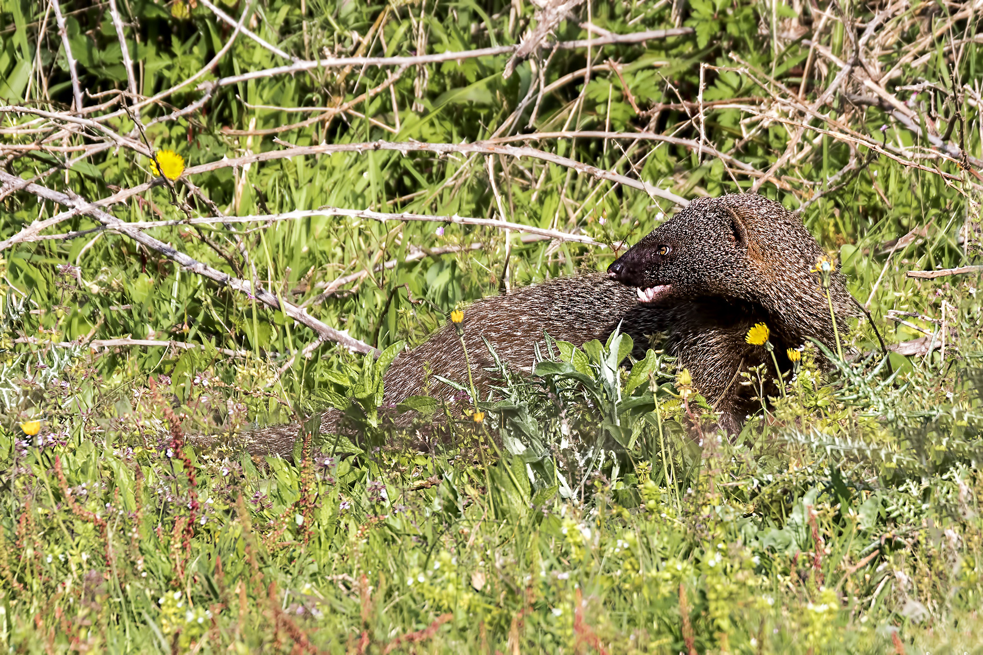 Antonio BeníteZ - Meloncillo_Mamífero_Agosto_ABenítez