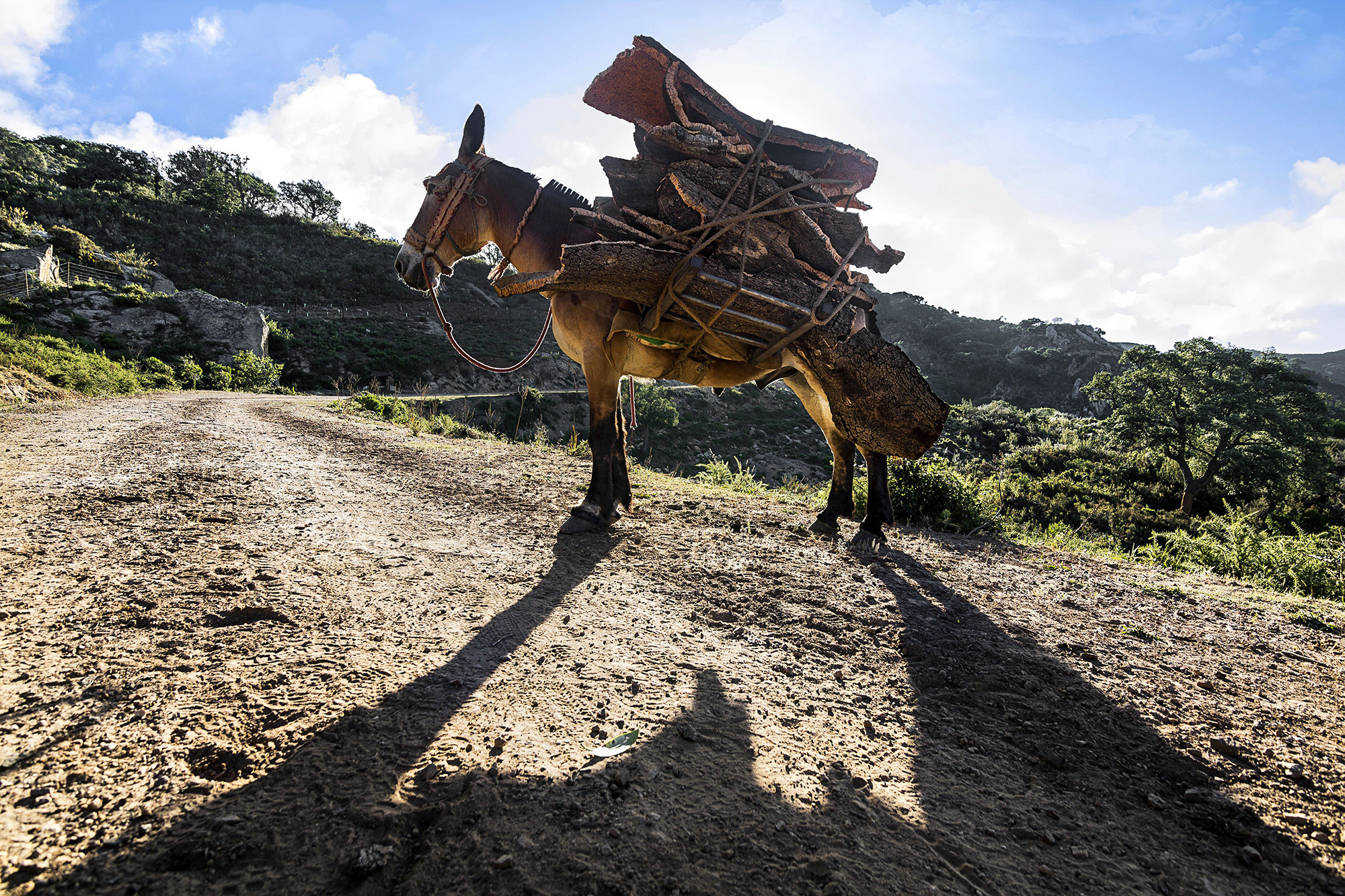 Antonio BeníteZ - Mulo_Mamífero_Agosto_ABenítez