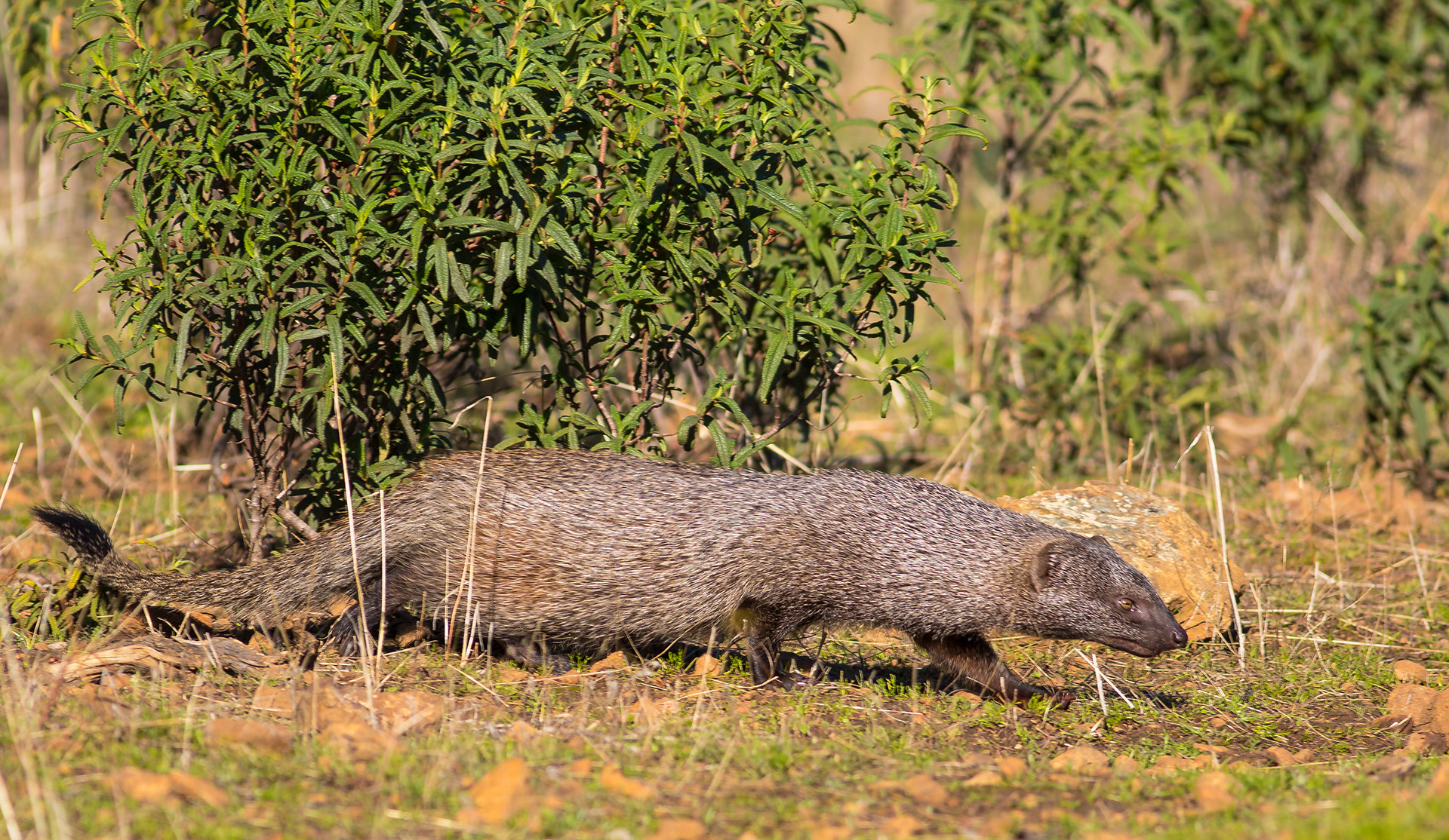 Antonio Gallardo - #A.Gallardo_AgostoMamiferos2