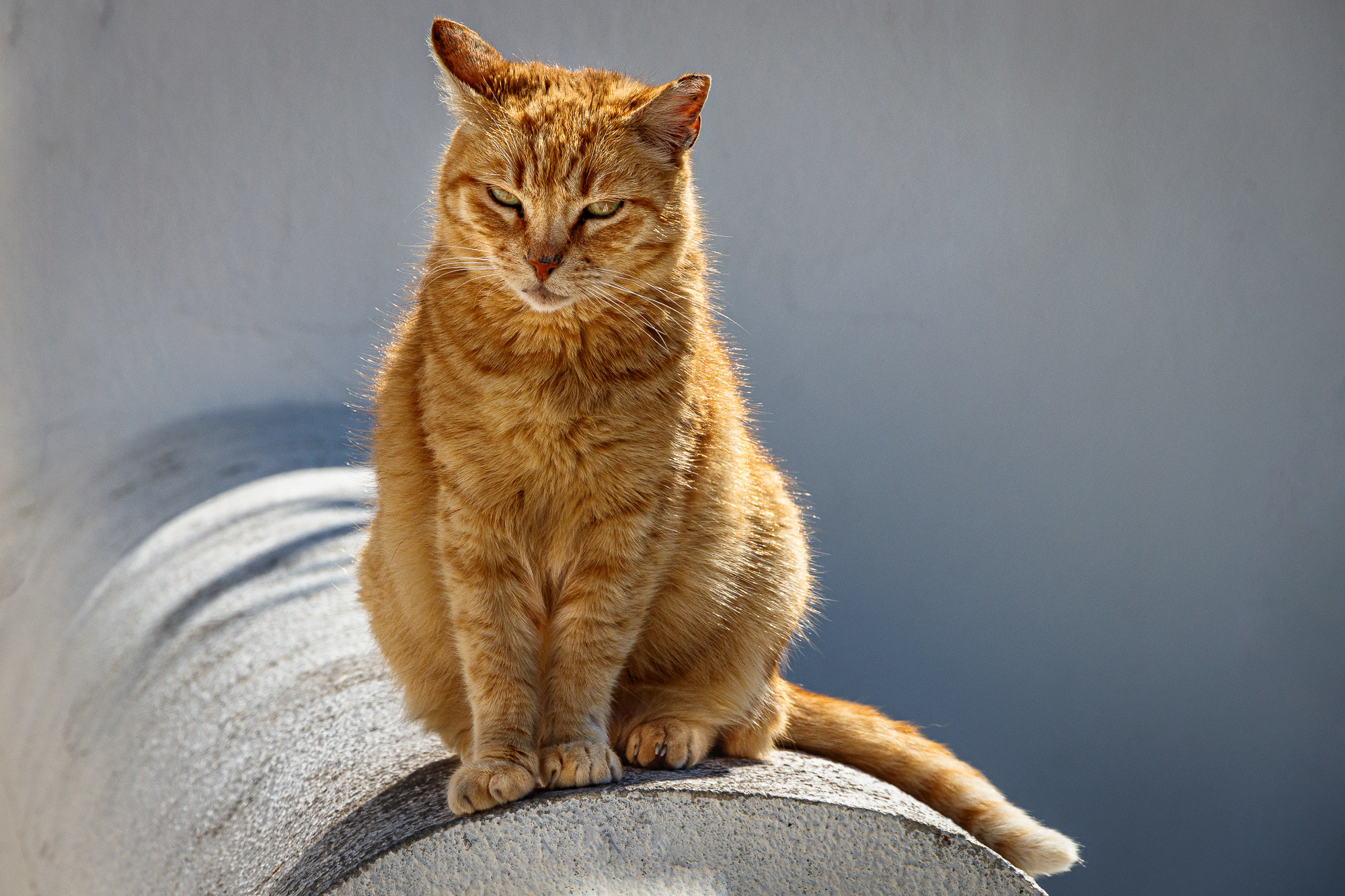 Hand Towers - MAMIFEROS AGOSTO MANUEL TORRES 02