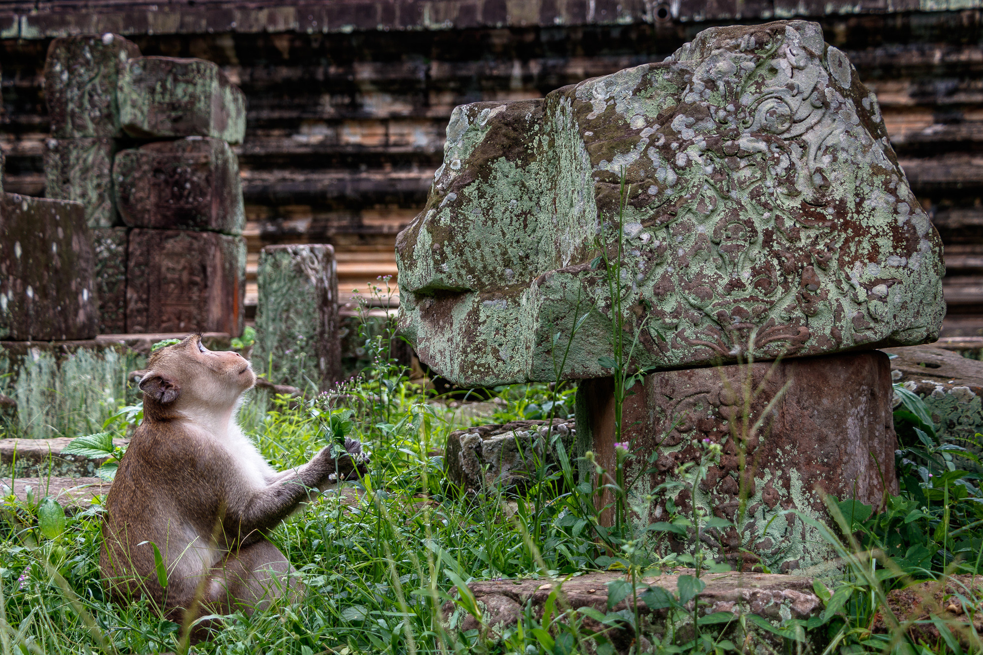 Hand Towers - MAMIFEROS AGOSTO MANUEL TORRES 03