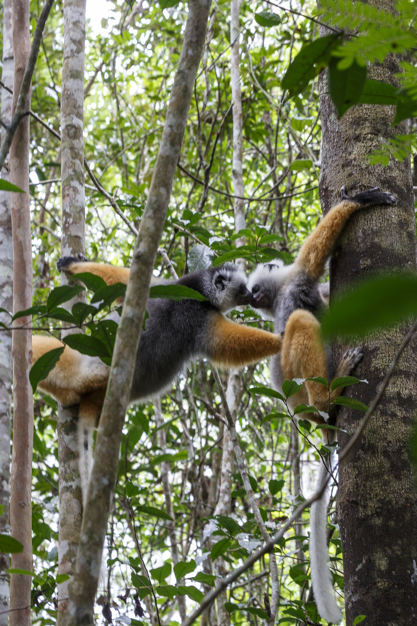 Javier Gazzo Rivas - ConcursoMamiferos_JavierGazzo-4