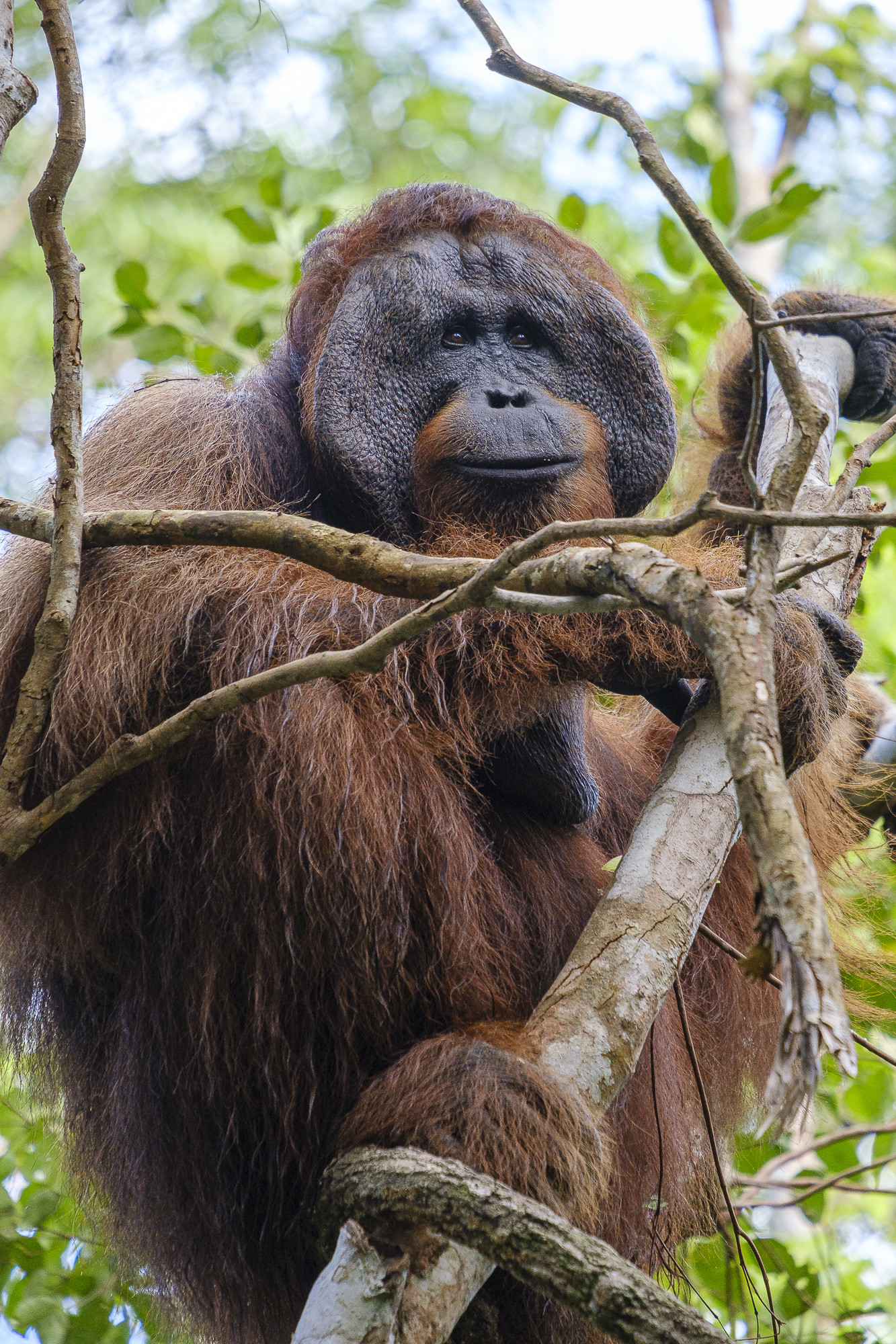 Javier Gazzo Rivas - ConcursoMamiferos_JavierGazzo-6
