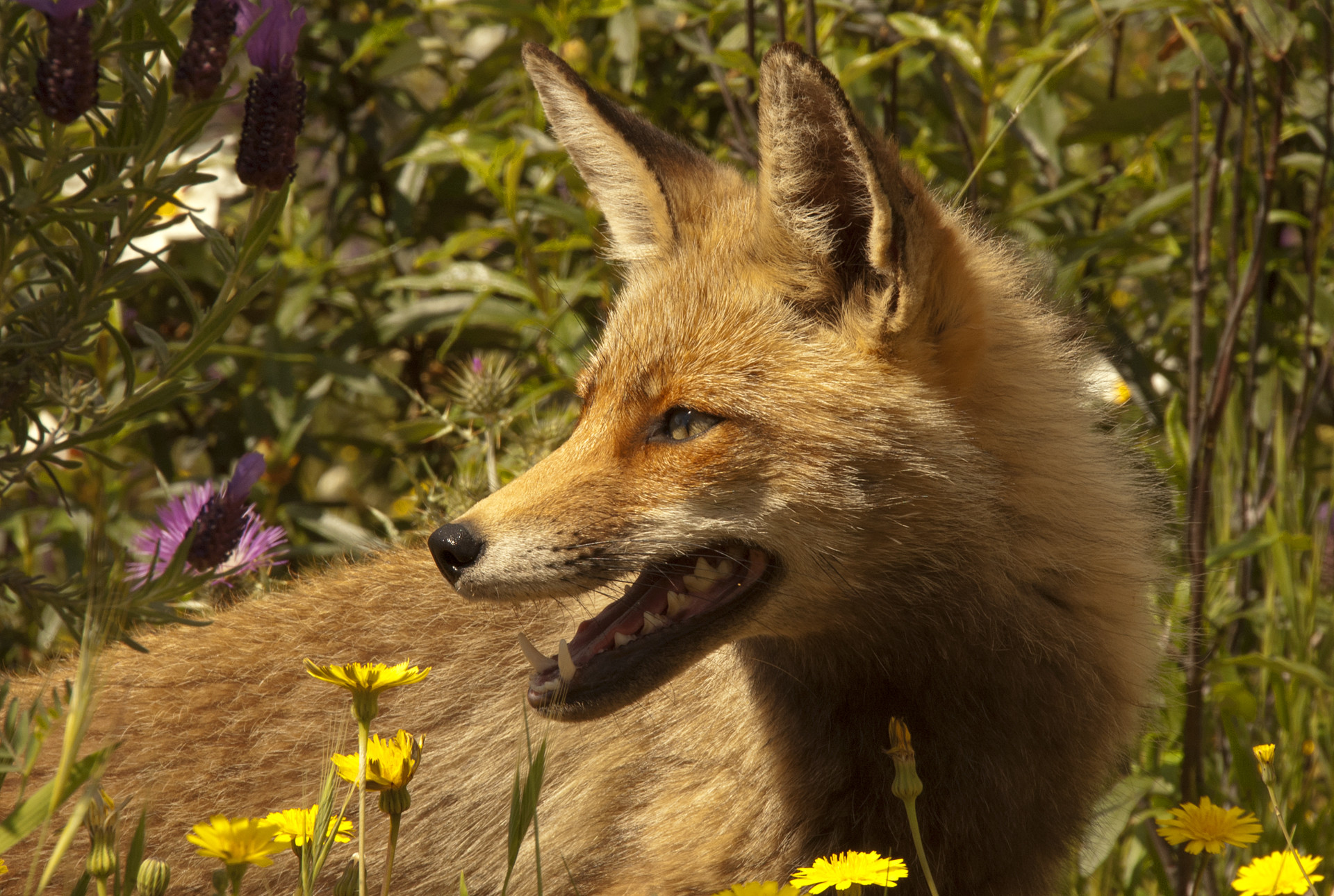 José  Soria Luna - Mamíferos José  Soria Luna 1