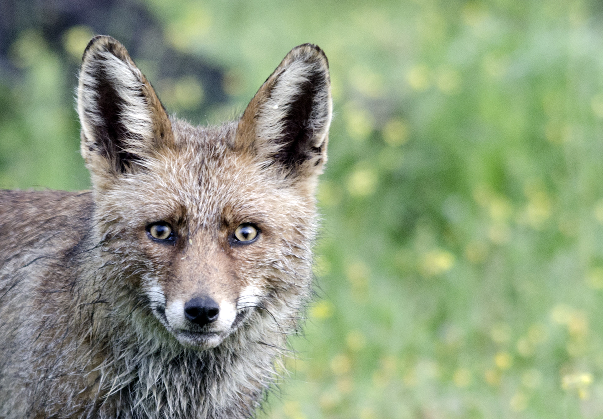 José  Soria Luna - Mamíferos José  Soria Luna 2