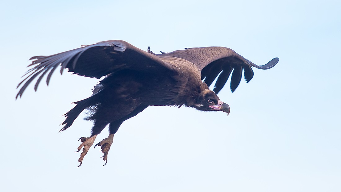 Antonio Gallardo - AntonioGallardo_ConcursoJulioRapaces_1