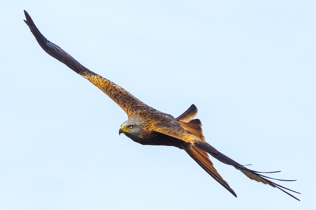 Antonio Gallardo - AntonioGallardo_ConcursoJulioRapaces_3