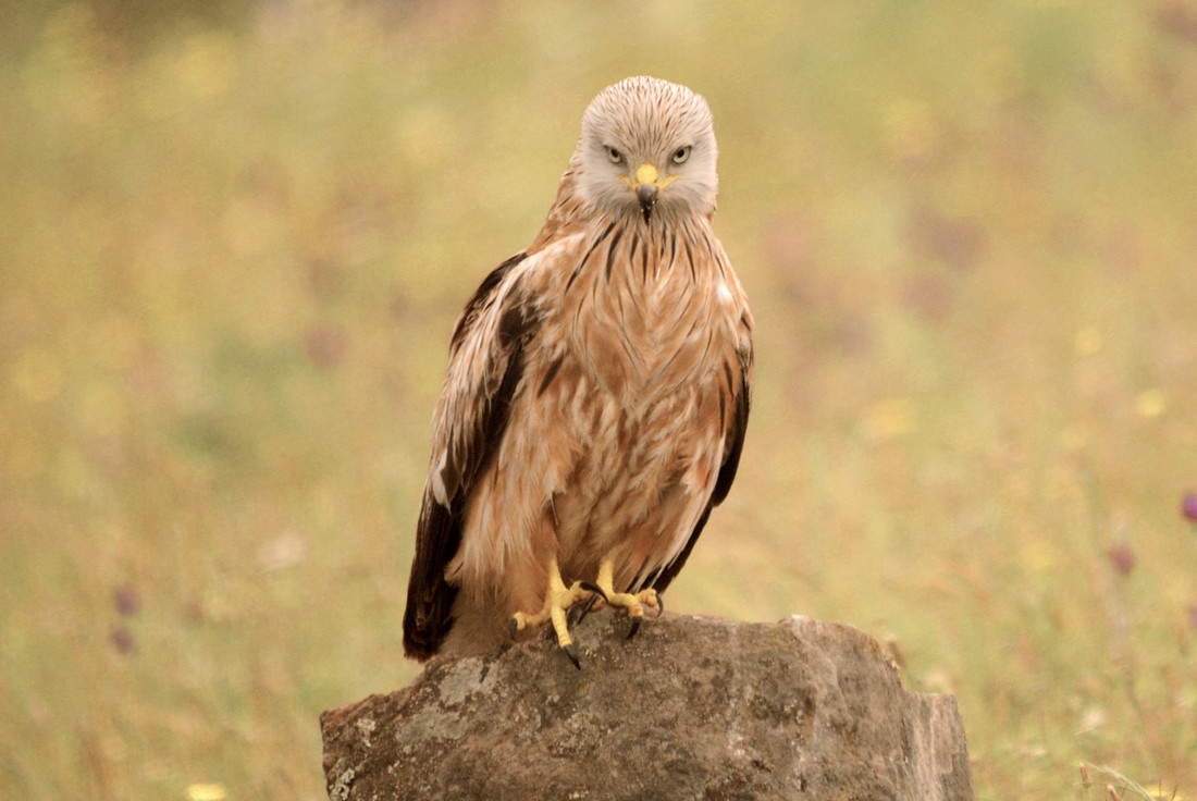 Jos&eacute; Soria Luna - PepeSoria-julio2020-Rapaces1