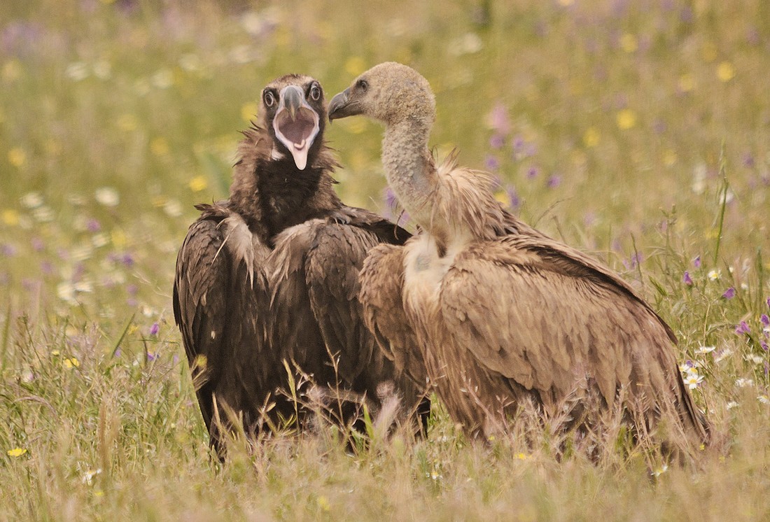 Jos&eacute; Soria Luna - PepeSoria-julio2020-Rapaces2