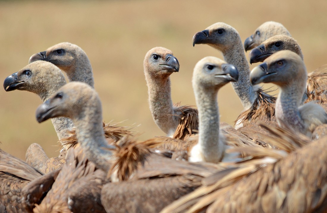 Jos&eacute; Soria Luna - PepeSoria-julio2020-Rapaces3