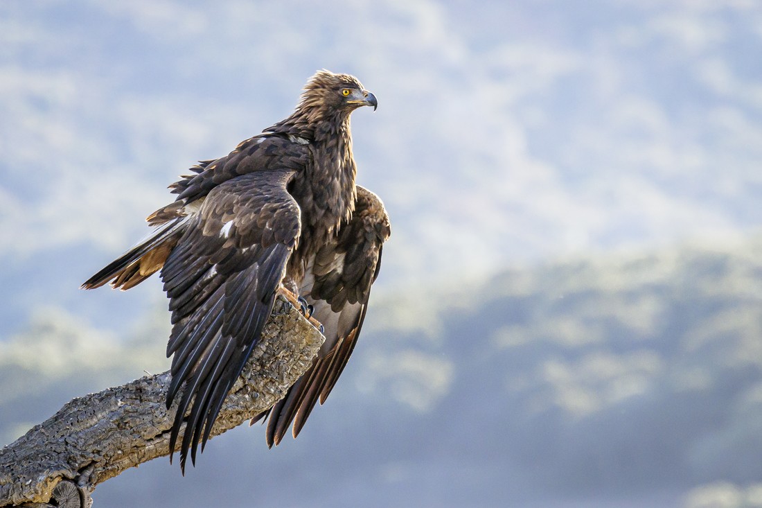 Manuel Ignacio Torres Lima - RapacesJulioManuelTorres_1