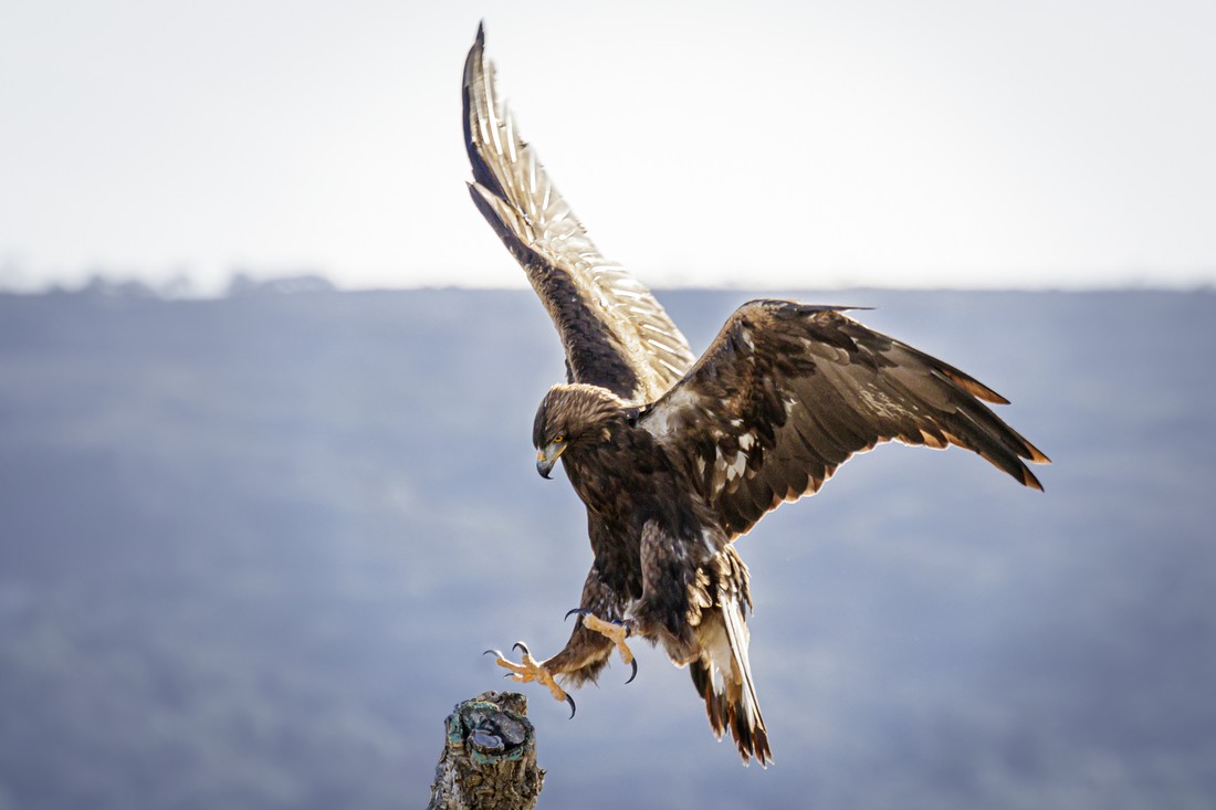 Manuel Ignacio Torres Lima - RapacesJulioManuelTorres_2