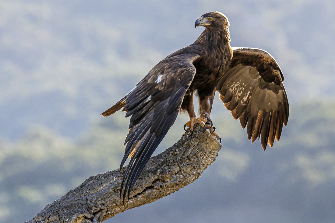 Manuel Ignacio Torres Lima - RapacesJulioManuelTorres_3