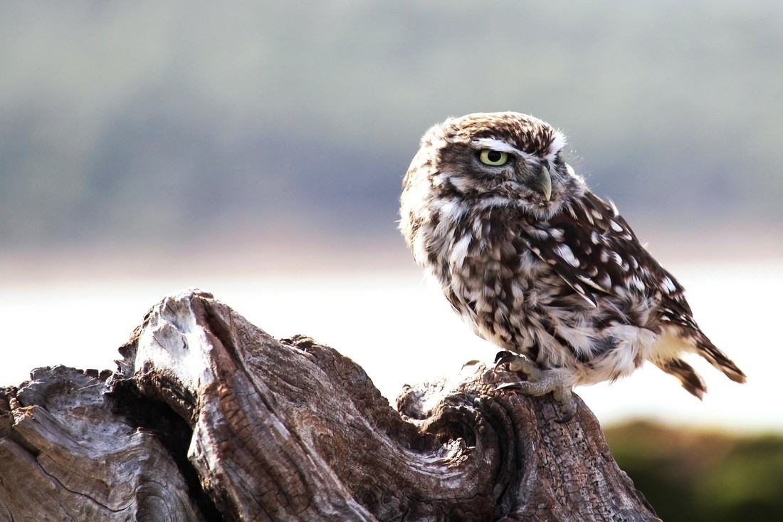 Mariano Maeztu - #Concurso_Julio_Rapaces_Mariano_Maeztu_1