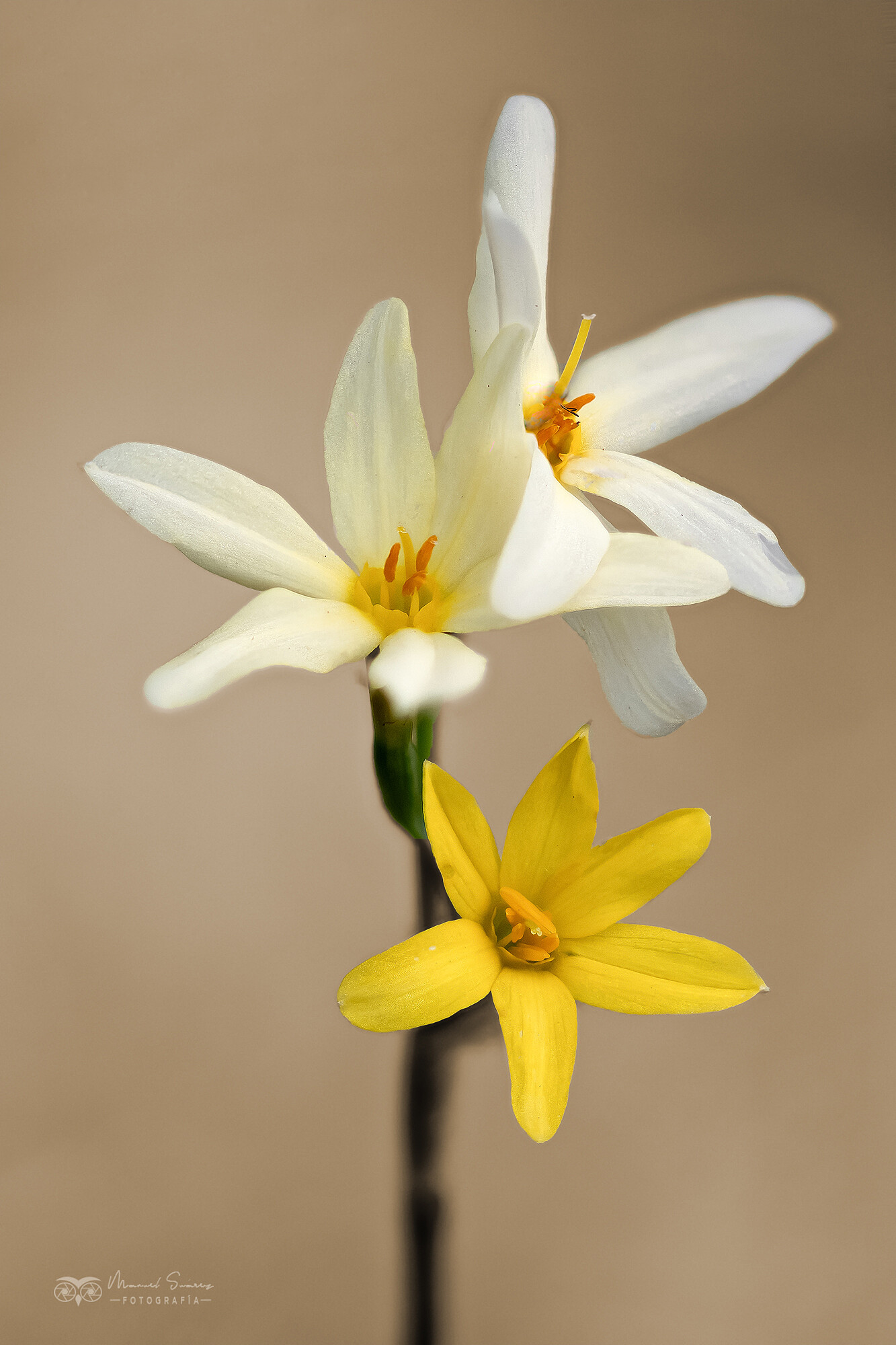 2023-11-12-23.54.11 ZS PMax copia